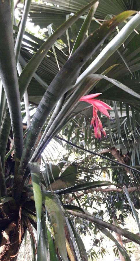 Jardín de Naipí 2 Porto Iguaçu Exterior foto